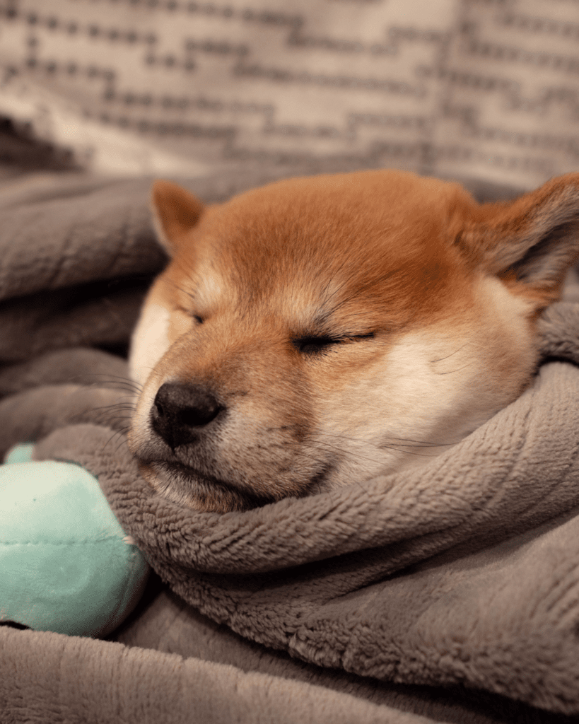 puppy hold poop 4