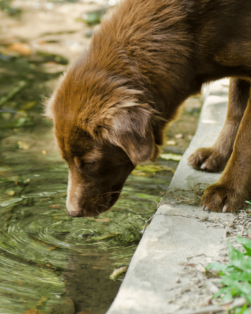 puppy hold poop 5
