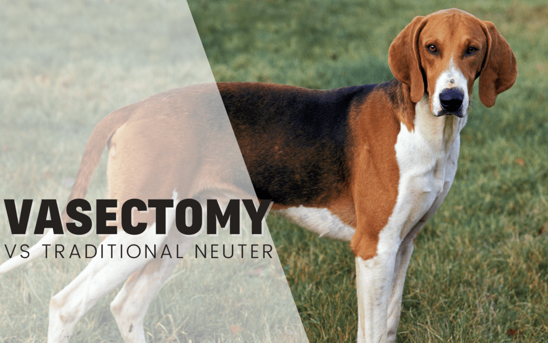 Vasectomies for dogs vs traditional neutering