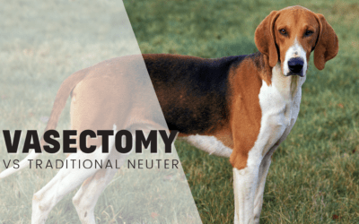 Vasectomies for dogs vs traditional neutering