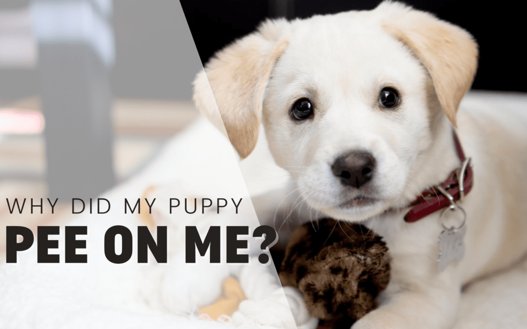 Why Did My Puppy Pee On Me? Puppy Expert Explains