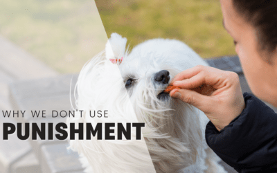 Why You Shouldn’t Use Punishment In Dog Training [2024]