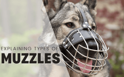 Explaining The 6 Types Of Dog Muzzles & What They’re For 2024
