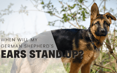 When Will My German Shepherd Puppy’s Ears Stand Up?