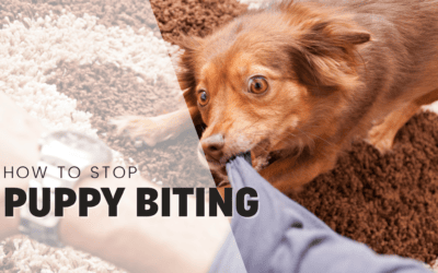 How to Train Your New Puppy Not to Bite: A Trainer Explains