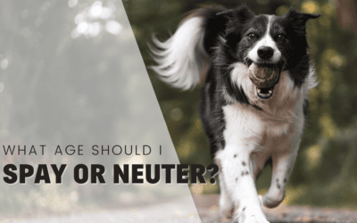 When To Spay Or Neuter My Dog or Puppy [2024]