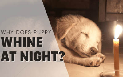 Trainer Explains Why Your Puppy Whines At Night & 16 Things To Try