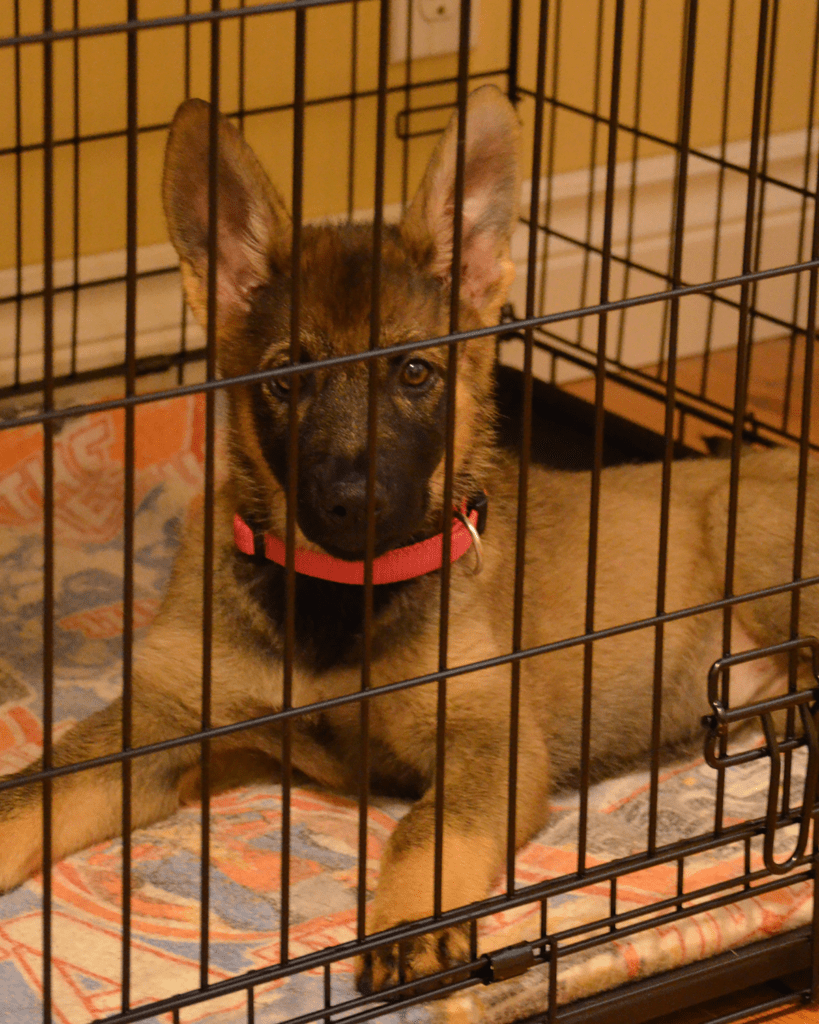 why puppy whines at night 4