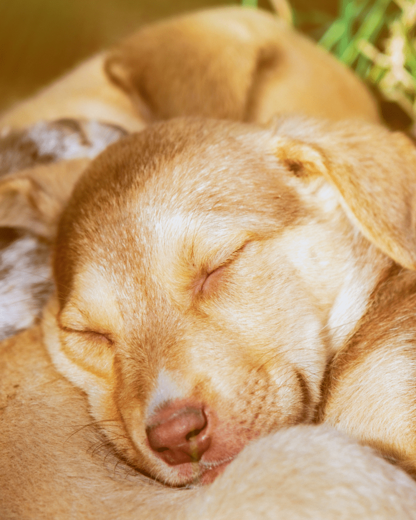 why puppy whines at night 6