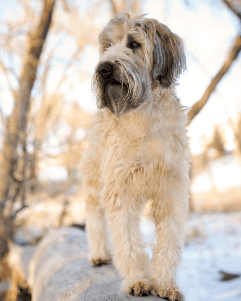 Beared and moustachioed dogs 4