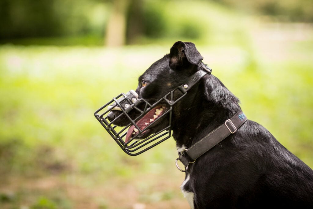 Dog muzzle stigma