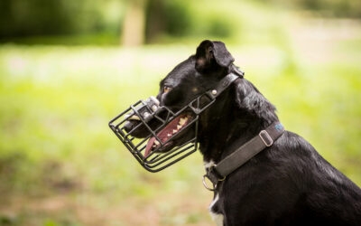 Muzzle Stigma: Understanding and Overcoming