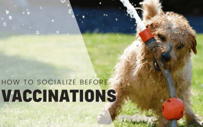 How to Safely Socialize a Puppy Before Vaccinations
