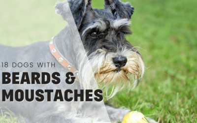 18 Dog Breeds with Beatiful Beards and Mustaches!