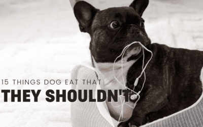 Top 15 Items Dogs Love to Eat That They Shouldn’t
