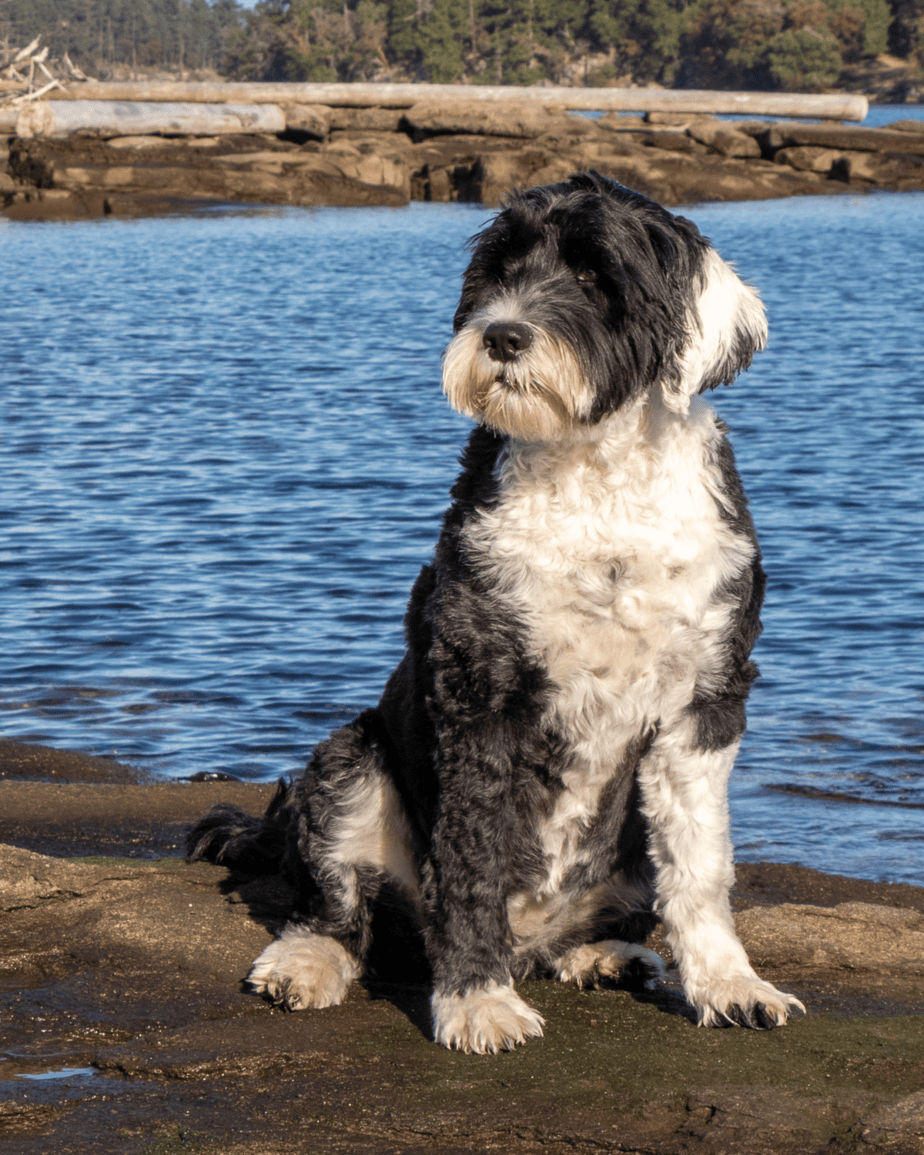 Portuguese water dog