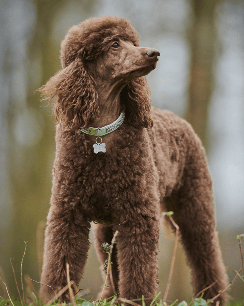 the standard poodle