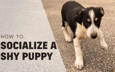 How To Socialize A Shy Puppy – Pro Trainer Explains