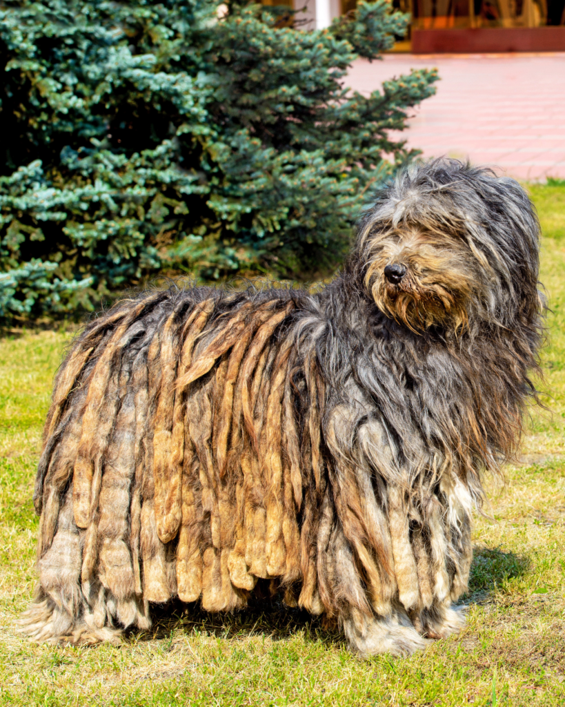 Low allergy dog breeds - The Bergamasco shepherd