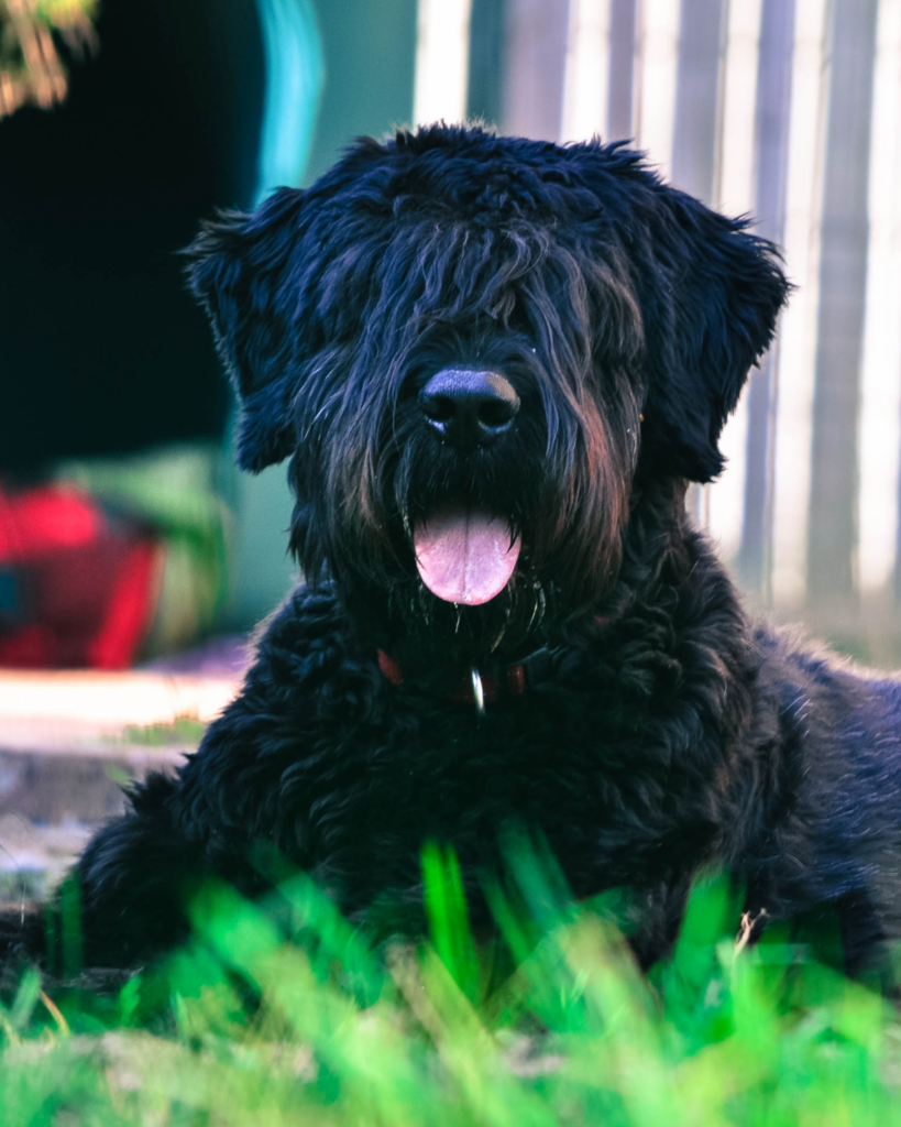 Low allergy dog breed - the bouvier des flandres