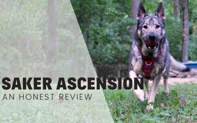Saker Ascension Harness – An Honest Review