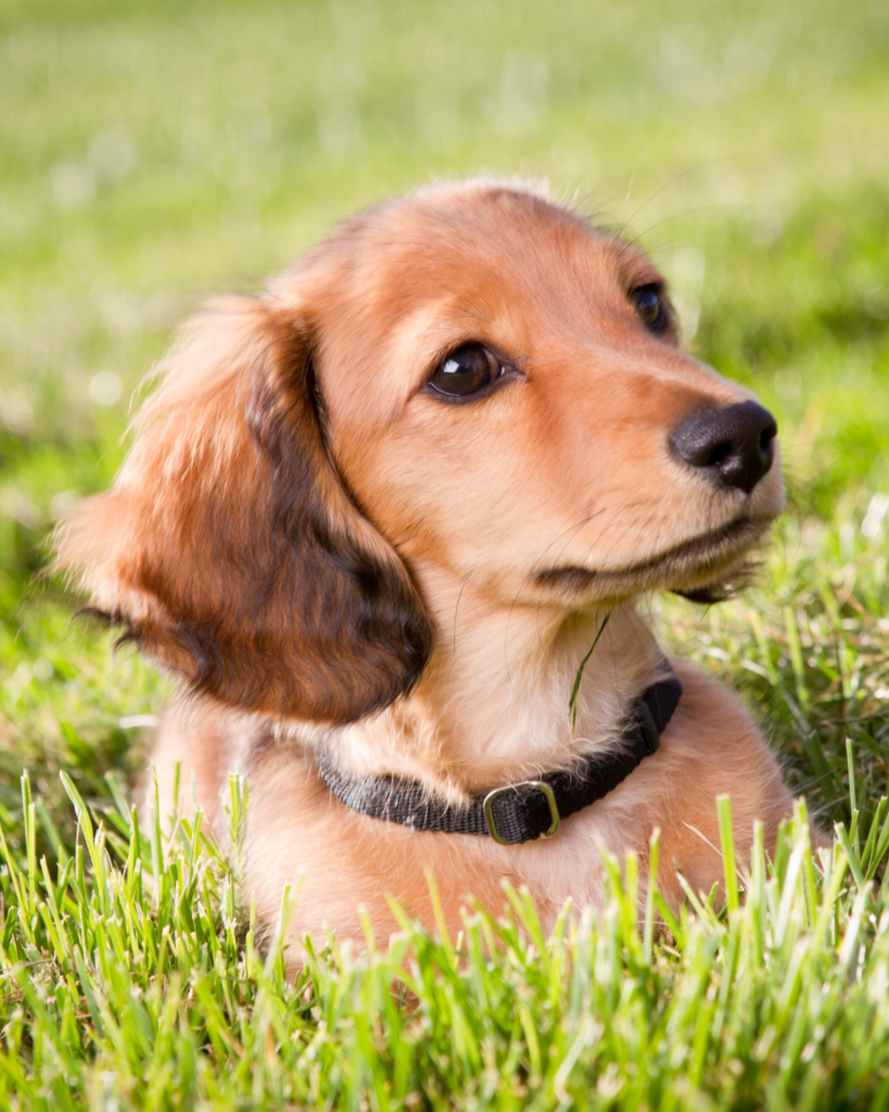 naughtiest dog breeds 1