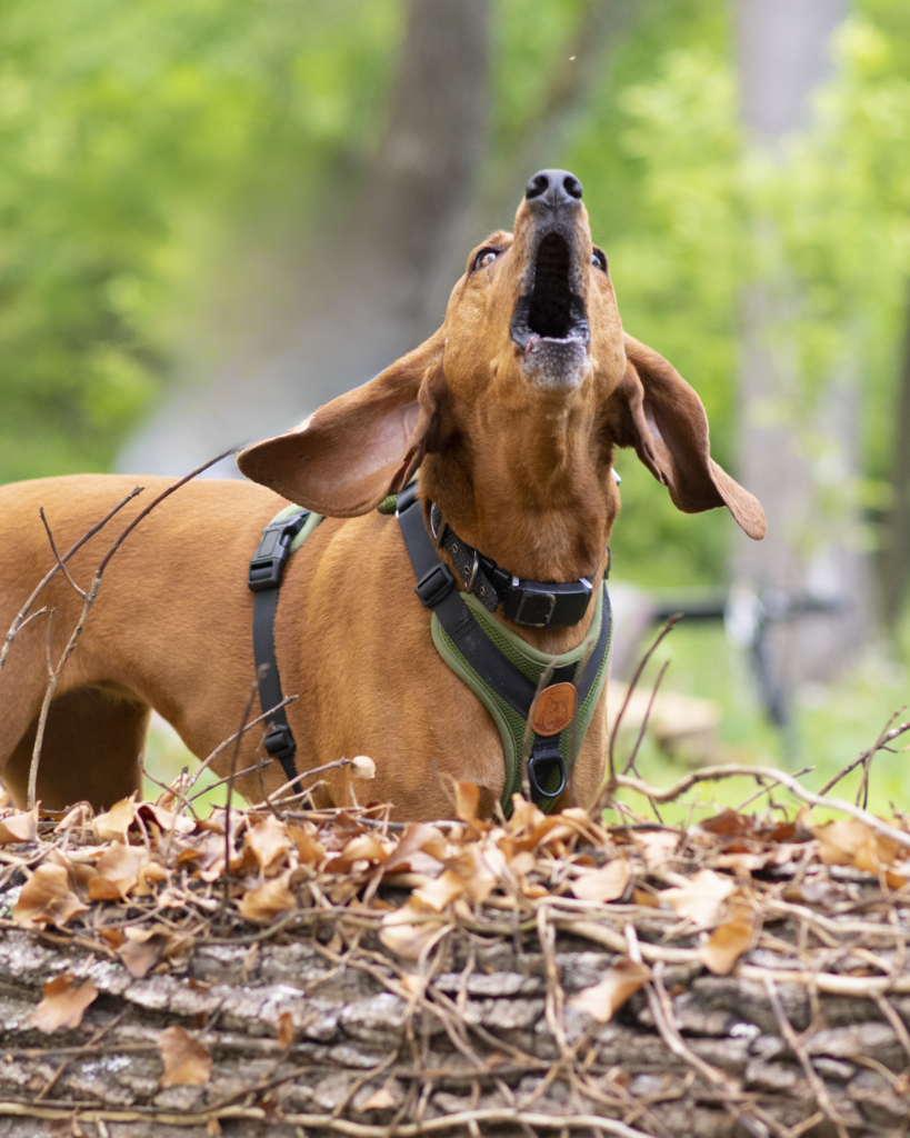 naughtiest dog breeds 2