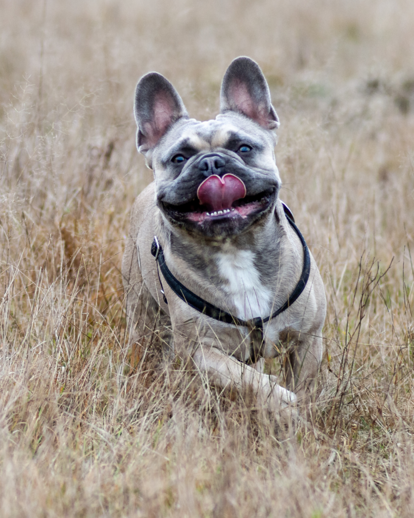 naughtiest dog breeds 3