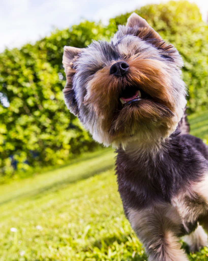 naughtiest dog breeds 4