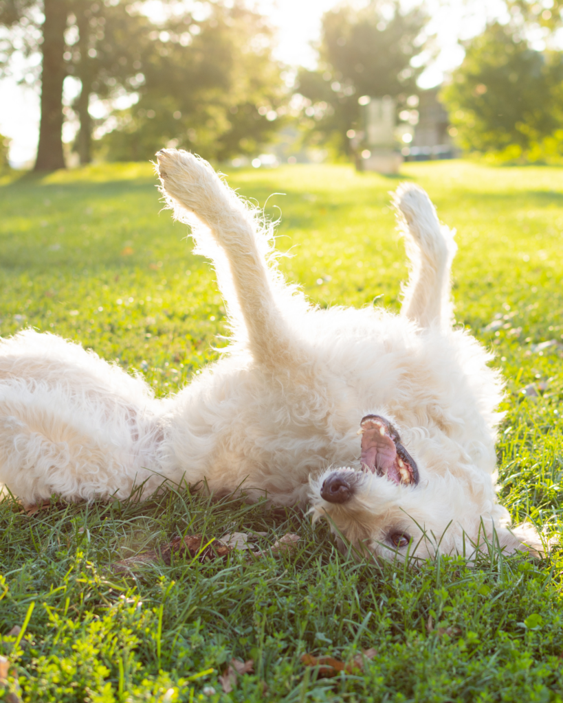 naughtiest dog breeds 5