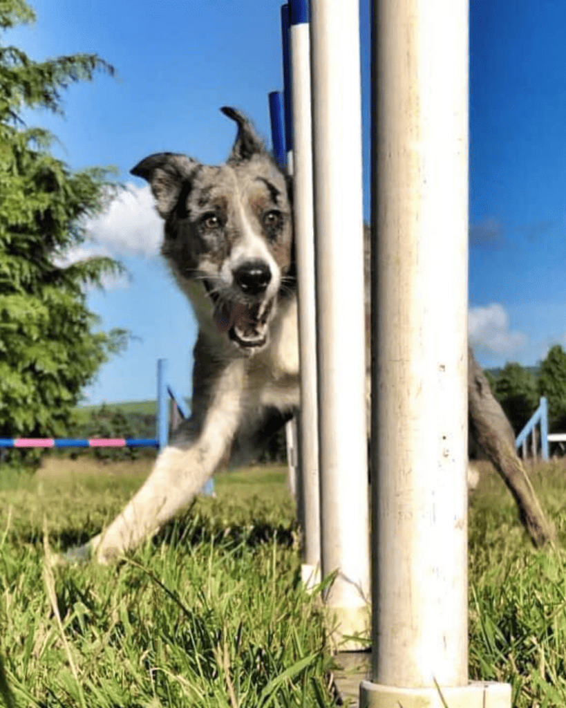 top agility dogs 3