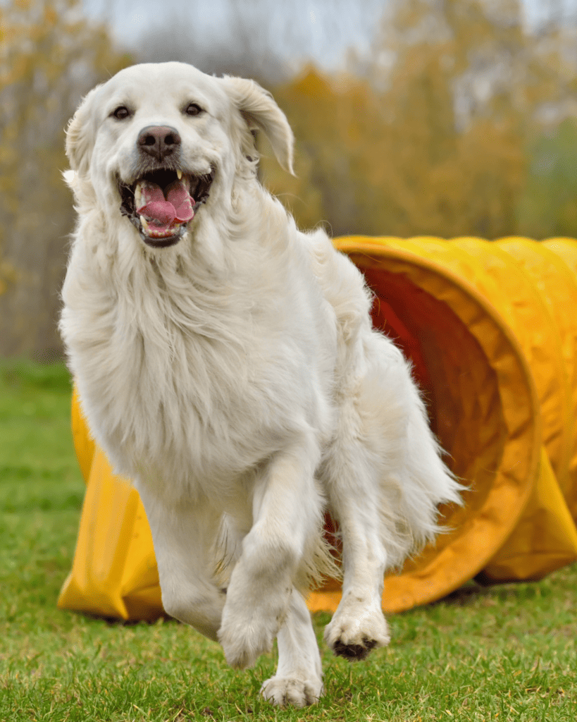 top agility dogs 4