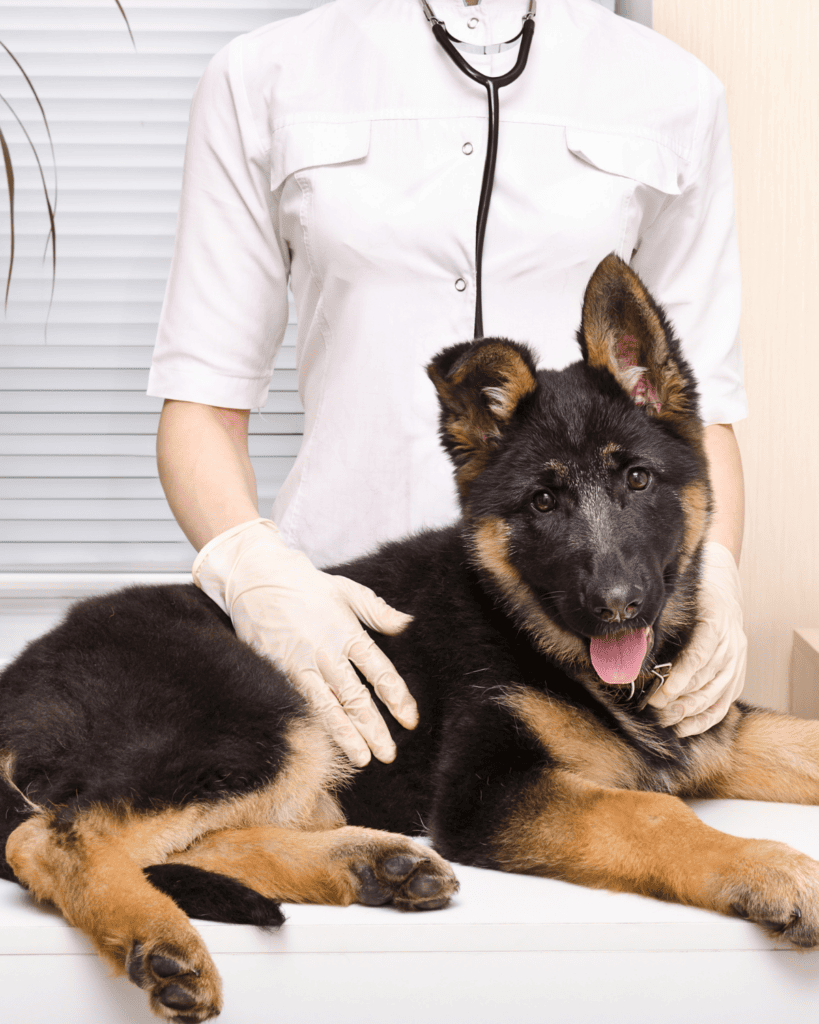 soft poop in puppies 1