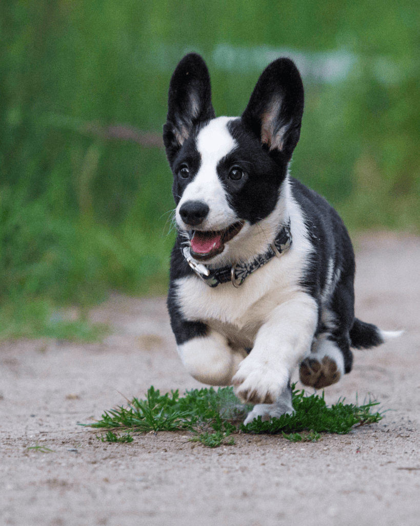 corgi mix puppy running exercising and making their poop soft.