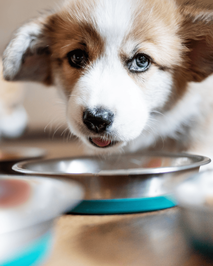 soft poop in puppies 5