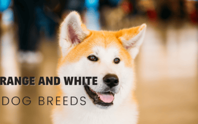 29 Orange & White Dogs You’re Sure To Love!
