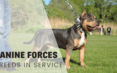 11 Military Dog Breeds: The Breeds Behind the Military’s Canine Forces