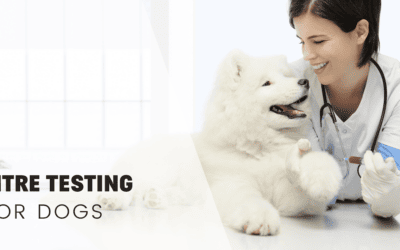 Titre Testing for Dogs: On our way to healthier vaccination