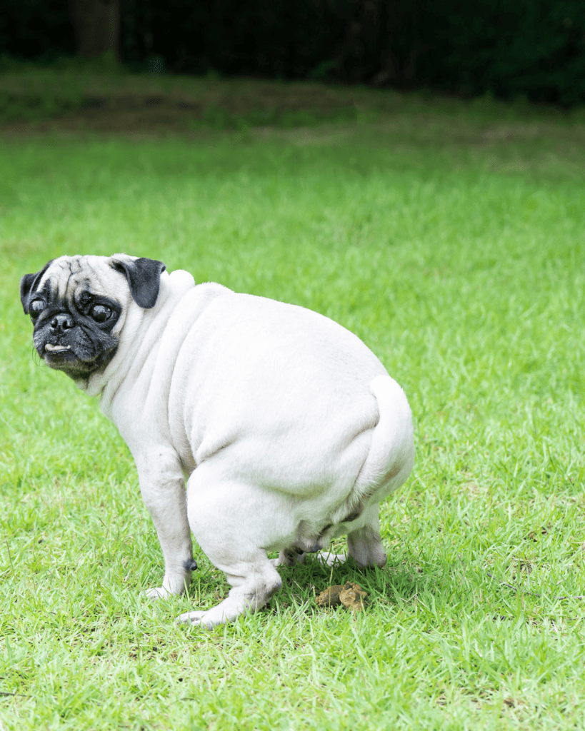 Why Is My Puppy's Poop is Green