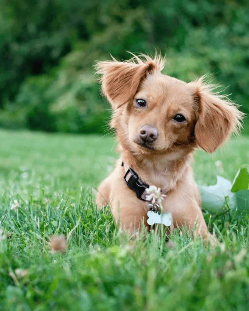 Why Is My Puppy's Poop is Green (3)