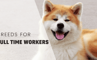 18 Ideal Dog Breeds For Full-Time Working Guardians