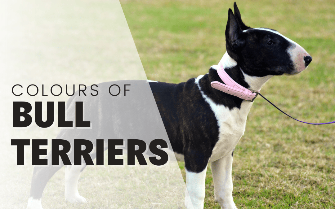 Bull Terrier Colors: Explore what Awesome Colors This Egg-head comes in!