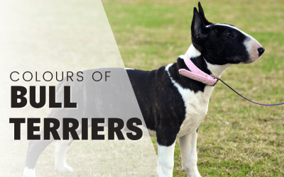 Bull Terrier Colors: Explore what Awesome Colors This Egg-head comes in!