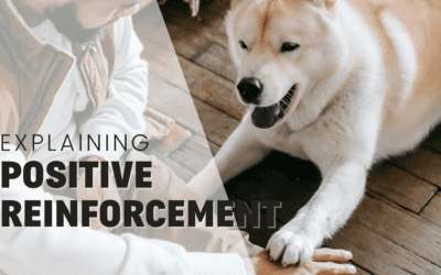 What is Positive Reinforcement Dog Training? An In-Depth Understanding