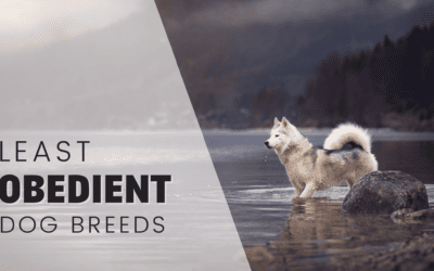 24 Least Obedient Dog Breeds: A Comprehensive Guide