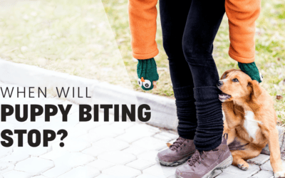 When Will My Puppy Stop Biting? Professional trainer explains