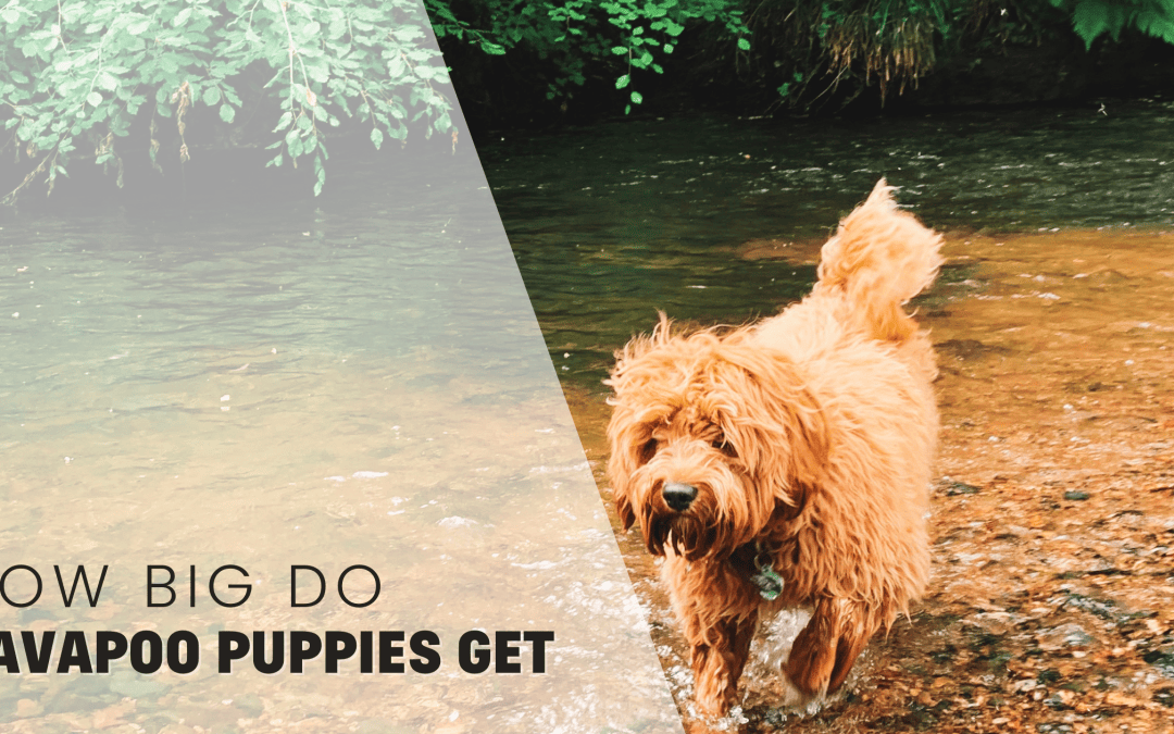 Introducing Cavapoos & Cavoodles: The Poodle Cavalier Mix!