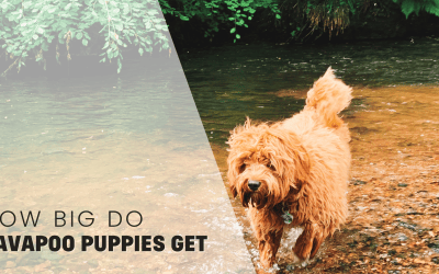 Introducing Cavapoos & Cavoodles: The Poodle Cavalier Mix!