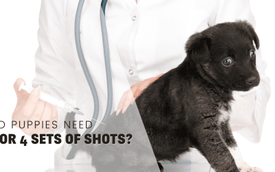 Understanding Puppy Vaccinations: Do Puppies Need 3 or 4 Sets of Shots? Explained