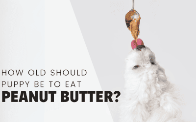 When Can Puppies Have Peanut Butter?
